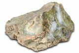 Moss Agate Replaced Wood Cast - Oregon #373529-2